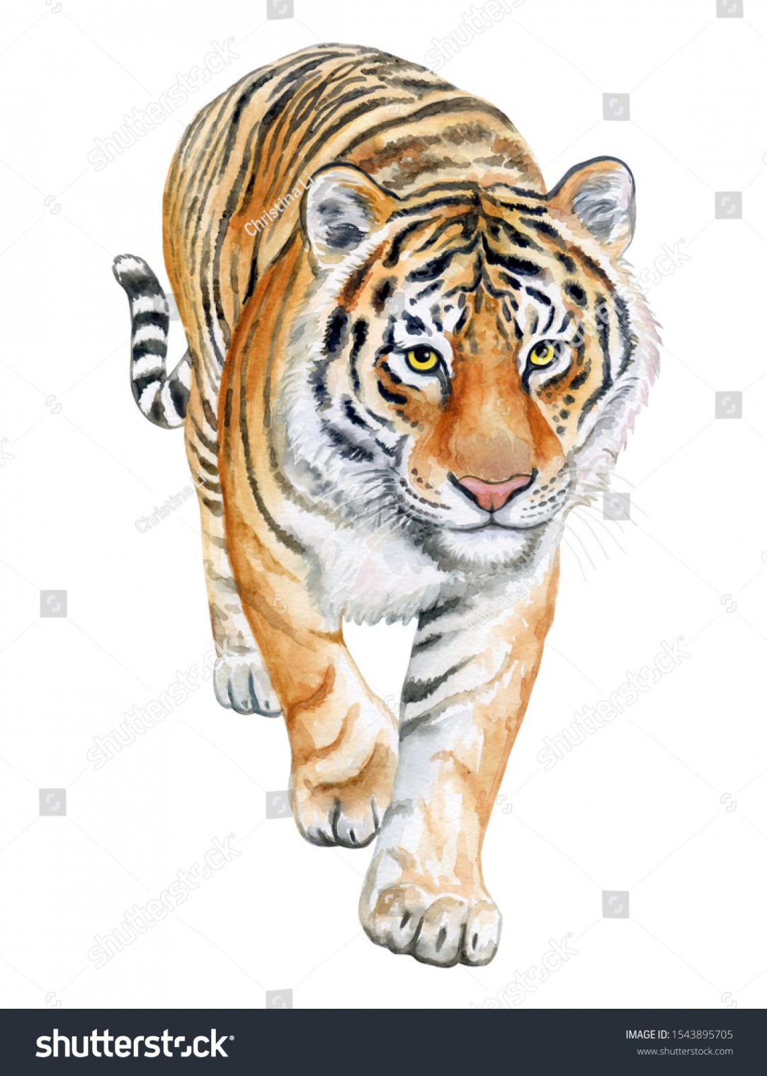 Tiger walking in Front isolated on white background