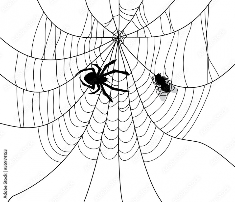 vector spider, web and a caught fly Stock-Vektorgrafik  Adobe Stock