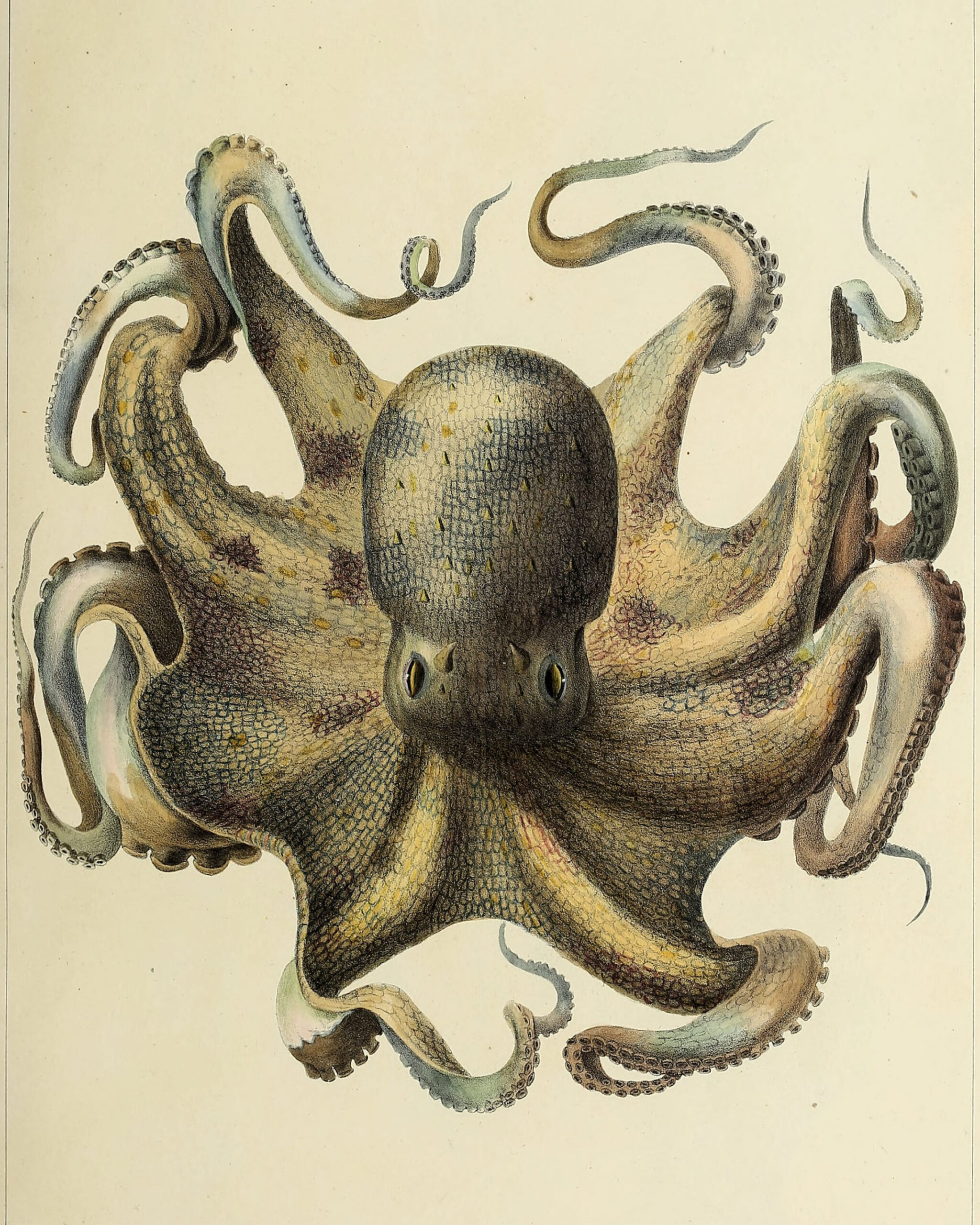 Vintage Octopus Drawing With Colouration - Etsy