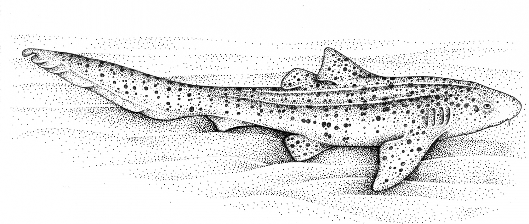 Zebra shark Stegostoma fasciatum - Lizzie Harper