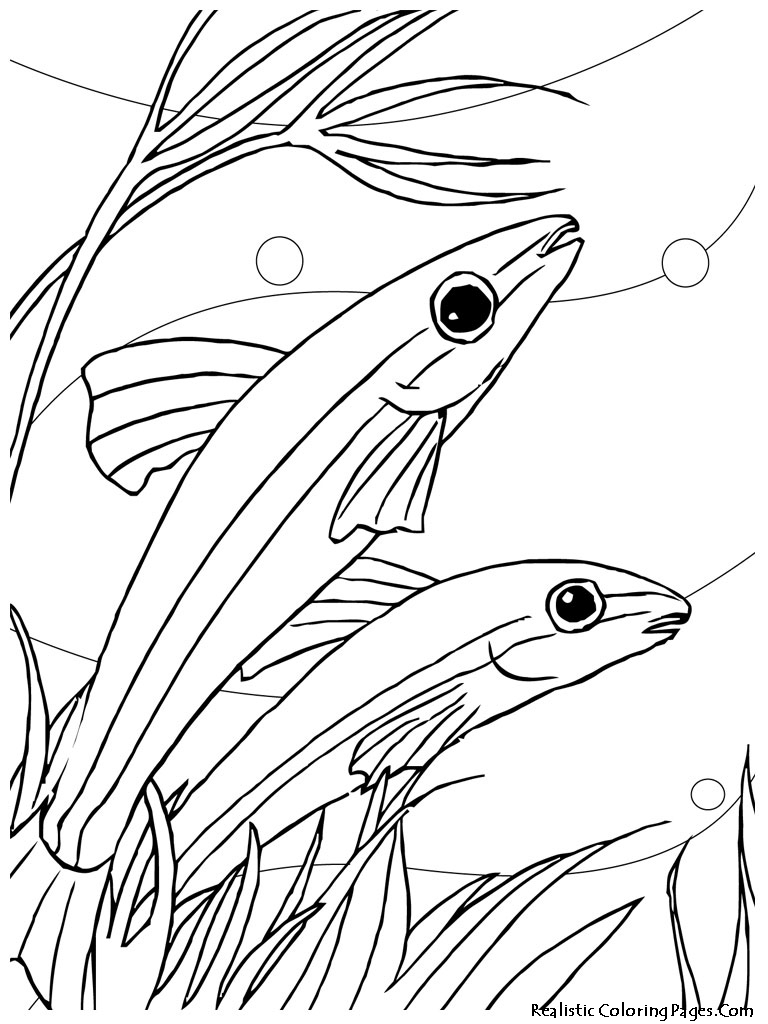 90 Printable Aquarium Visit Coloring Pages 5