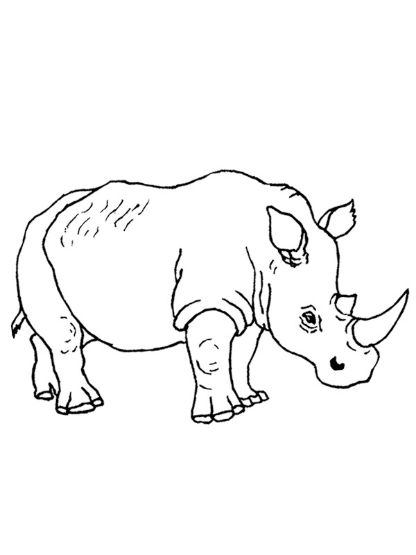 60 Printable Coloring Pages Of Rhinos 13