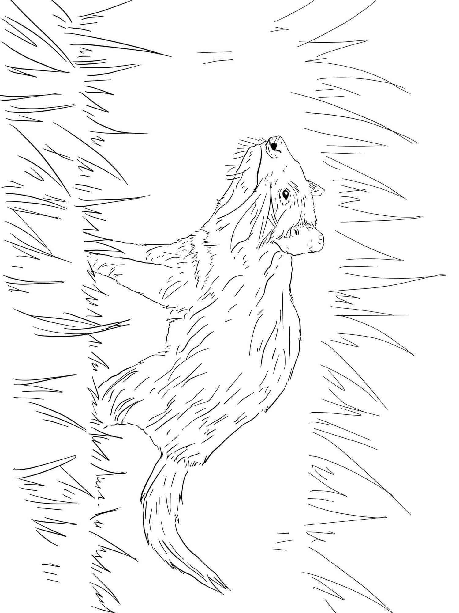 60 Printable Tasmanian Devil Coloring Pages 32