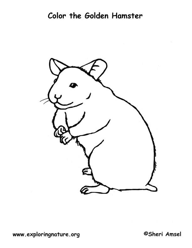 Get 85 Coloring Page Hamster Ideas 26