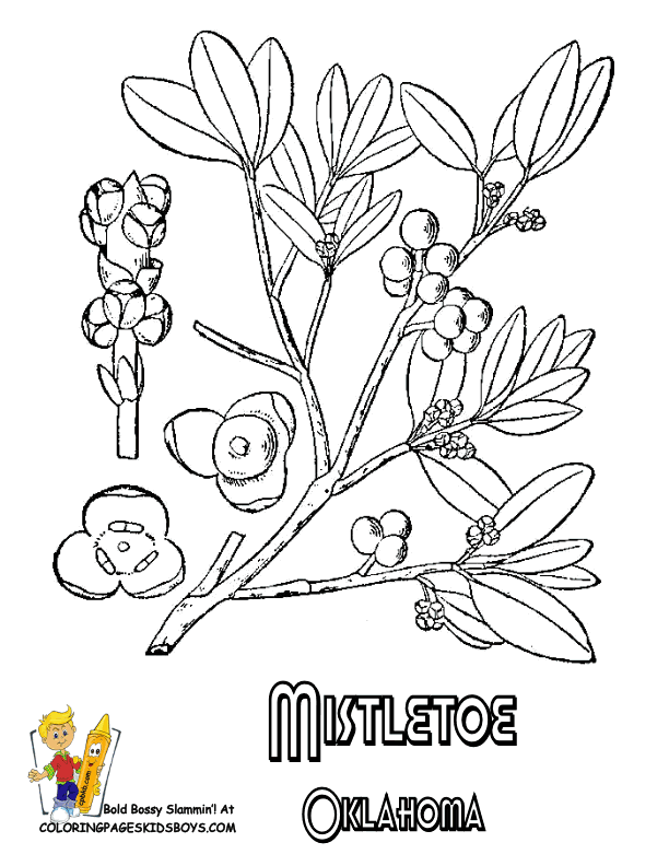 Get 85 Mistletoe Coloring Pages Ideas 16