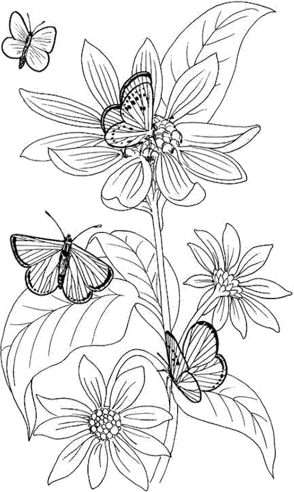 Get 85 Printable Flower Butterfly Coloring Pages Ideas 10