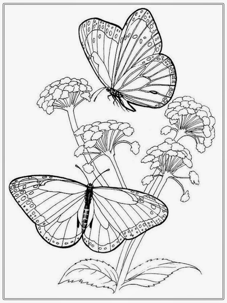 Get 85 Printable Flower Butterfly Coloring Pages Ideas 42