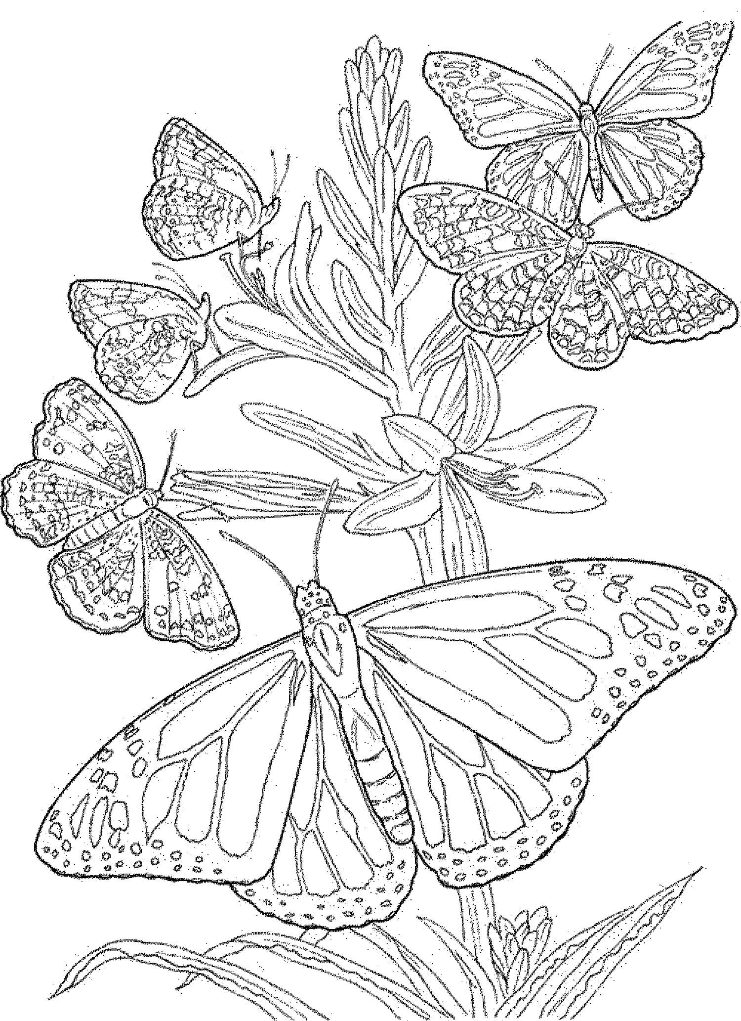 Get 85 Printable Flower Butterfly Coloring Pages Ideas 8