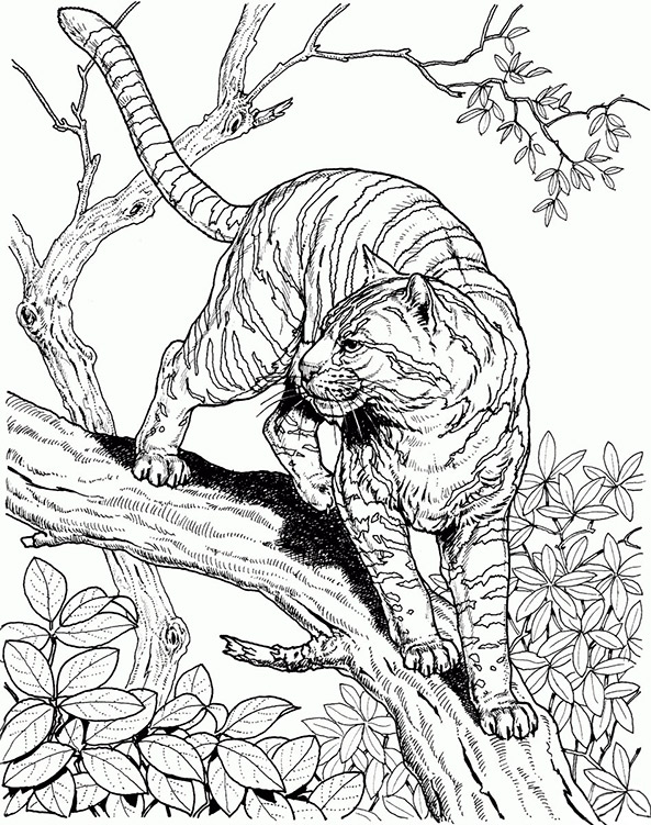 Save 60 Animal Coloring Pages Adults Ideas 21