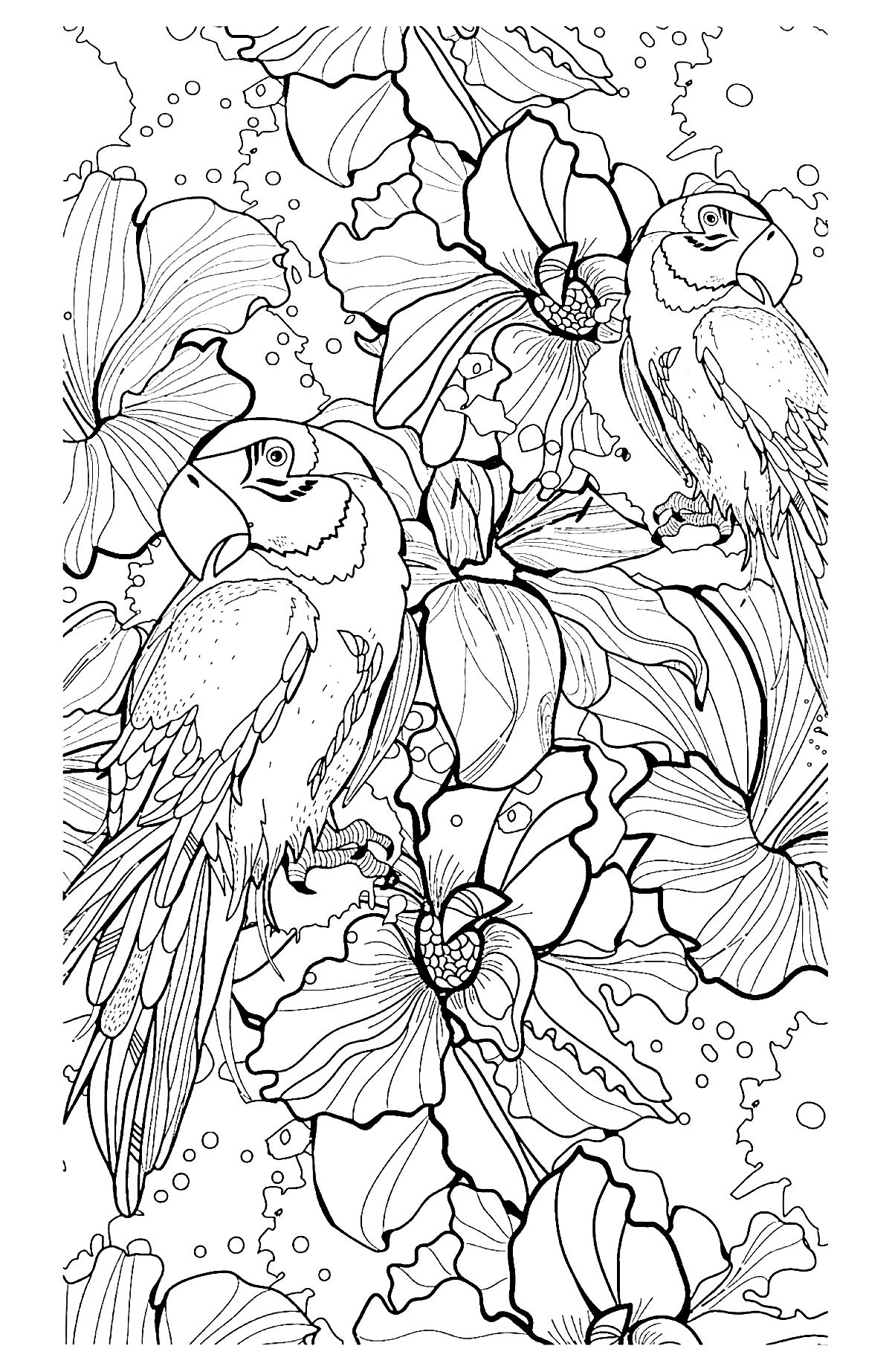 Save 60 Animal Coloring Pages Adults Ideas 36