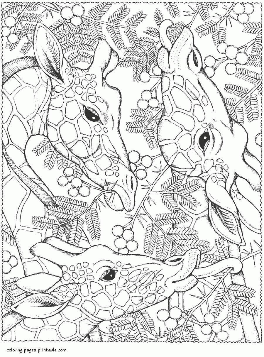 Save 60 Animal Coloring Pages Adults Ideas 46